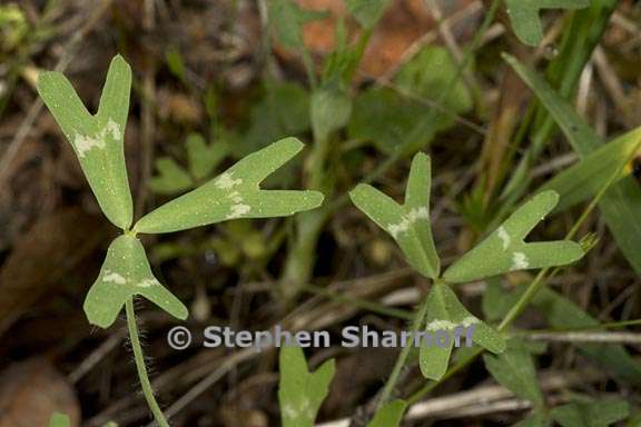 trifolium bifidum bifidum 1 graphic